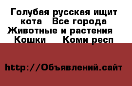 Голубая русская ищит кота - Все города Животные и растения » Кошки   . Коми респ.